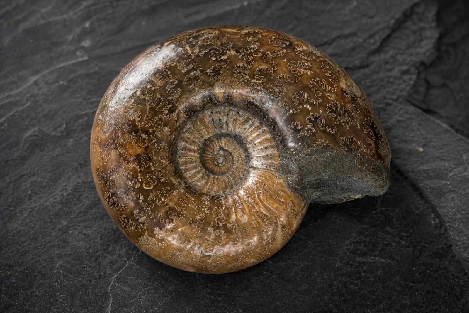 Sample polished ammonite showing suture patterns