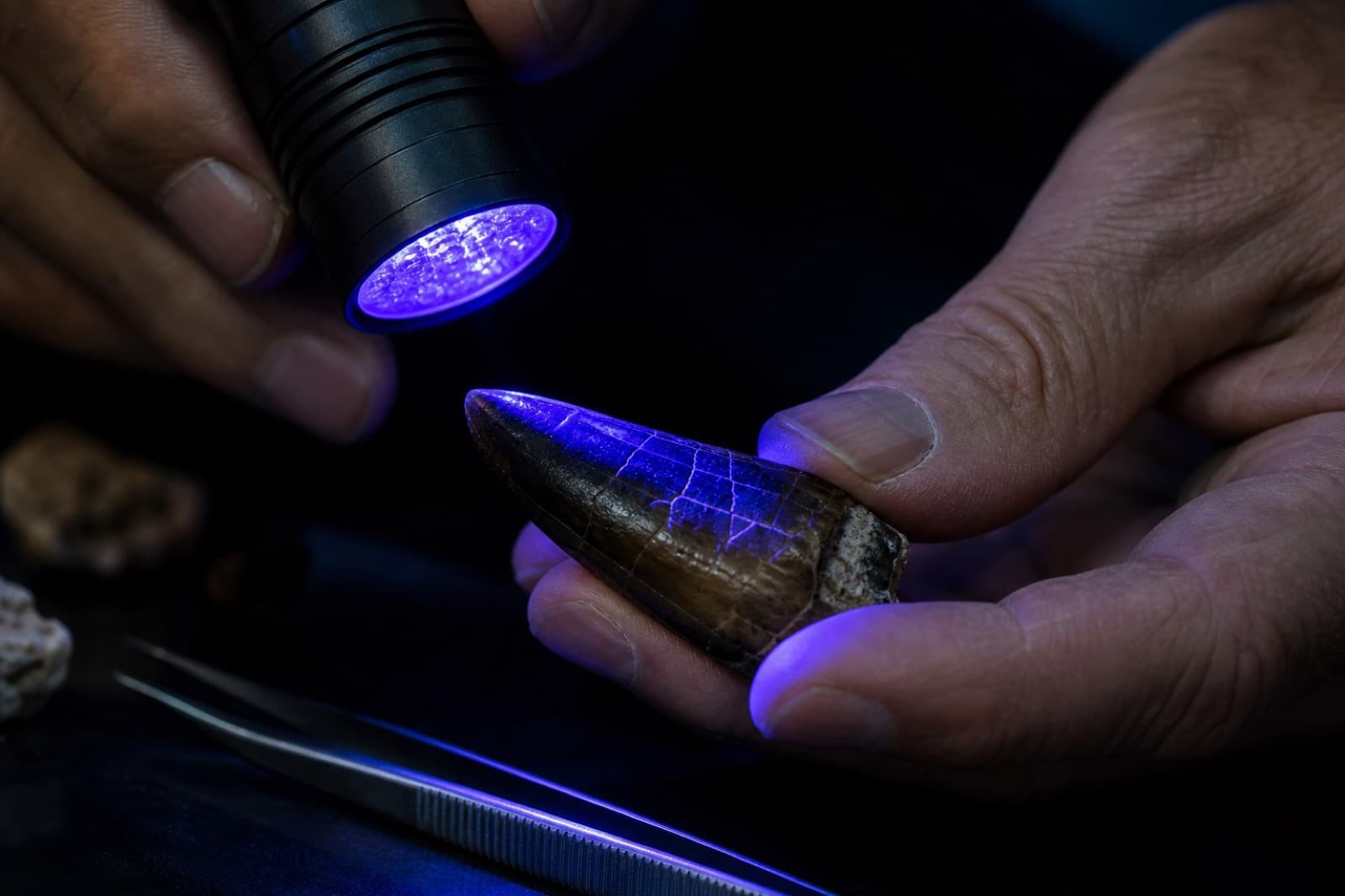 UV inspection light revealing restoration on a fossil tooth