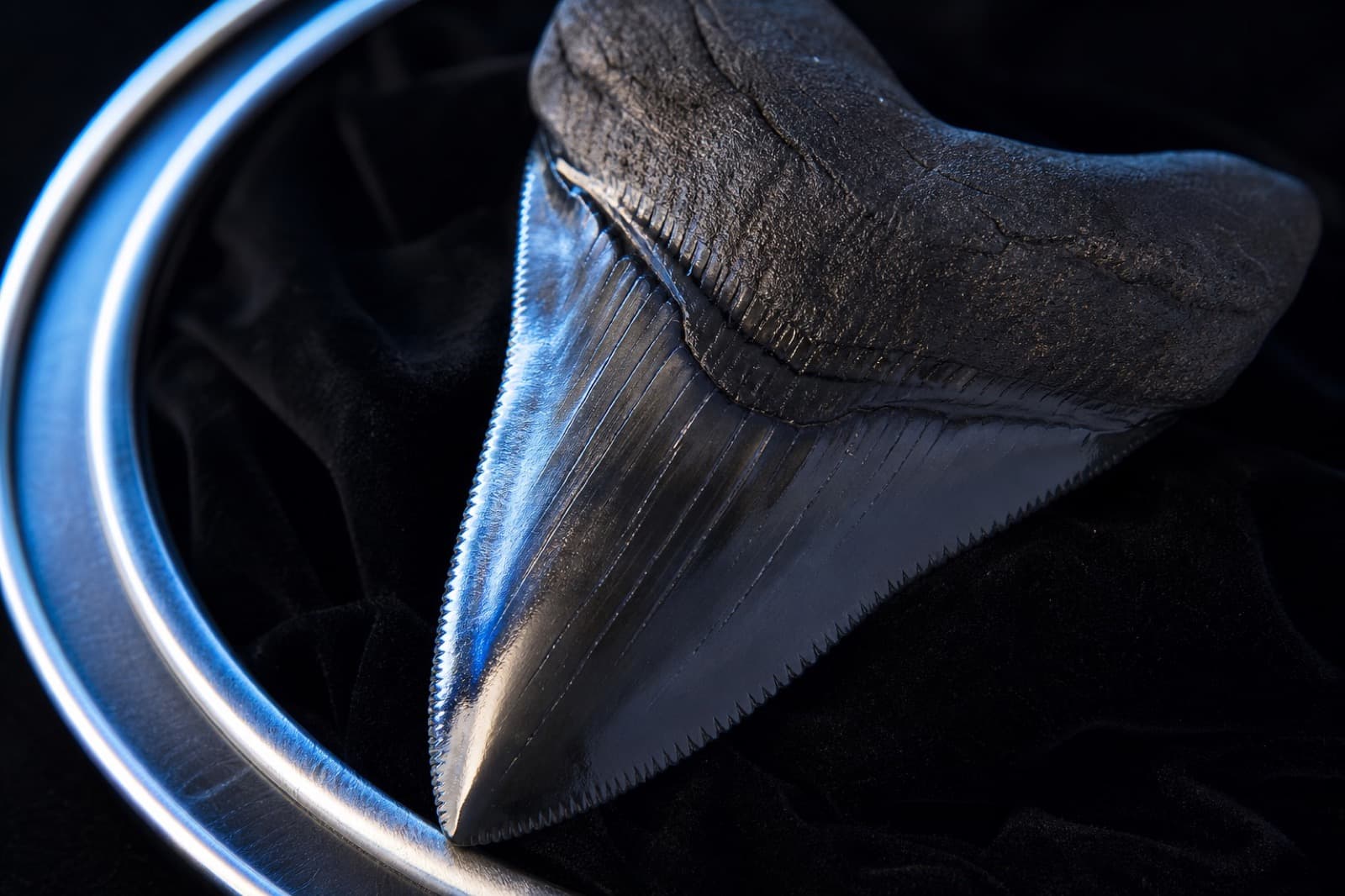 Polished megalodon tooth on black velvet under cool blue studio light