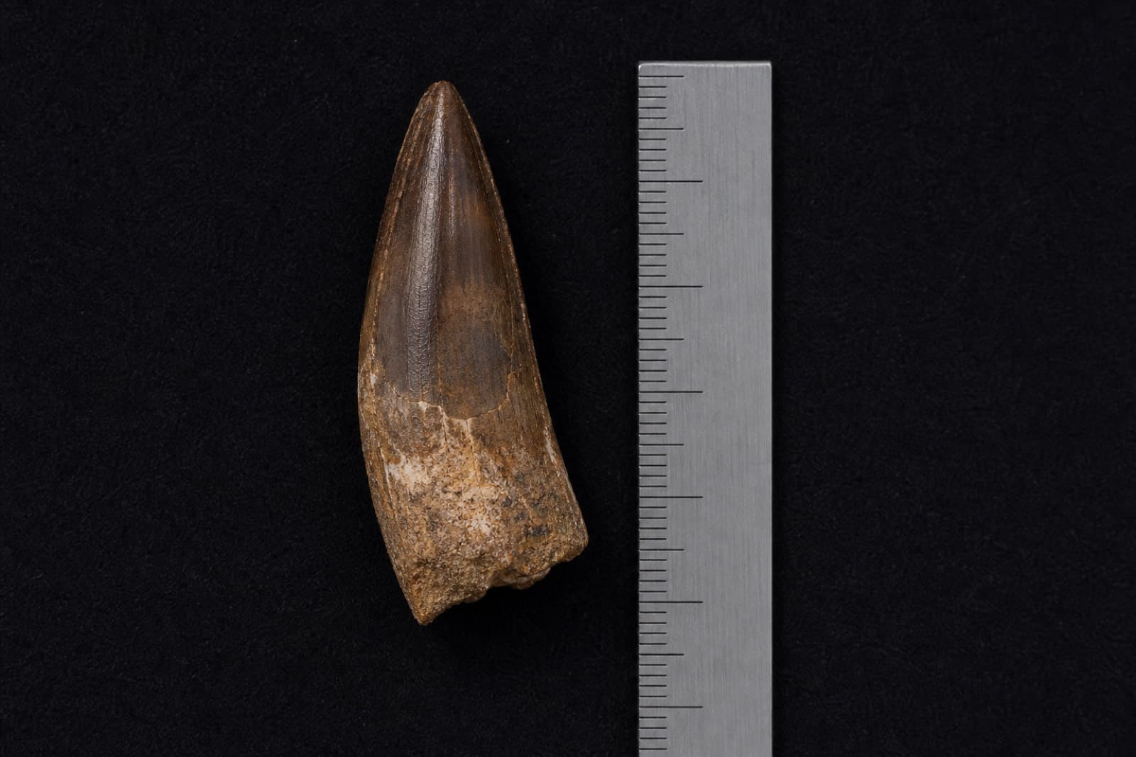 Sample scale-bar photo