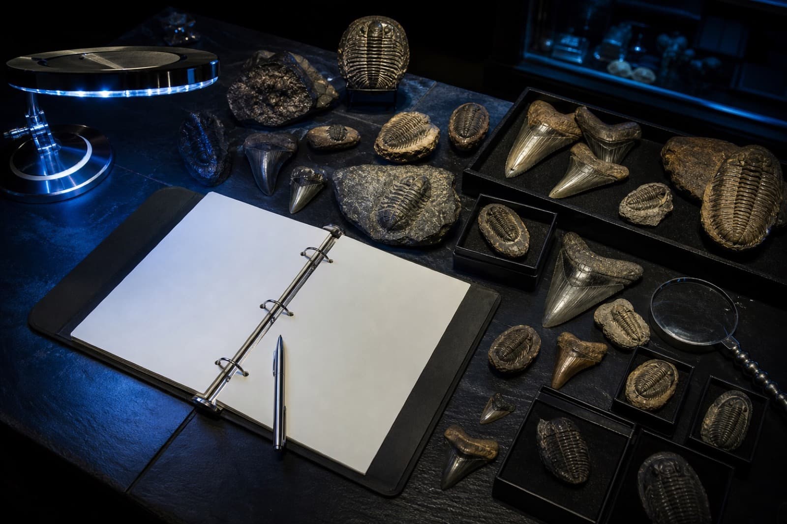 Dealer desk with fossils, silver binder, and blue desk lamp