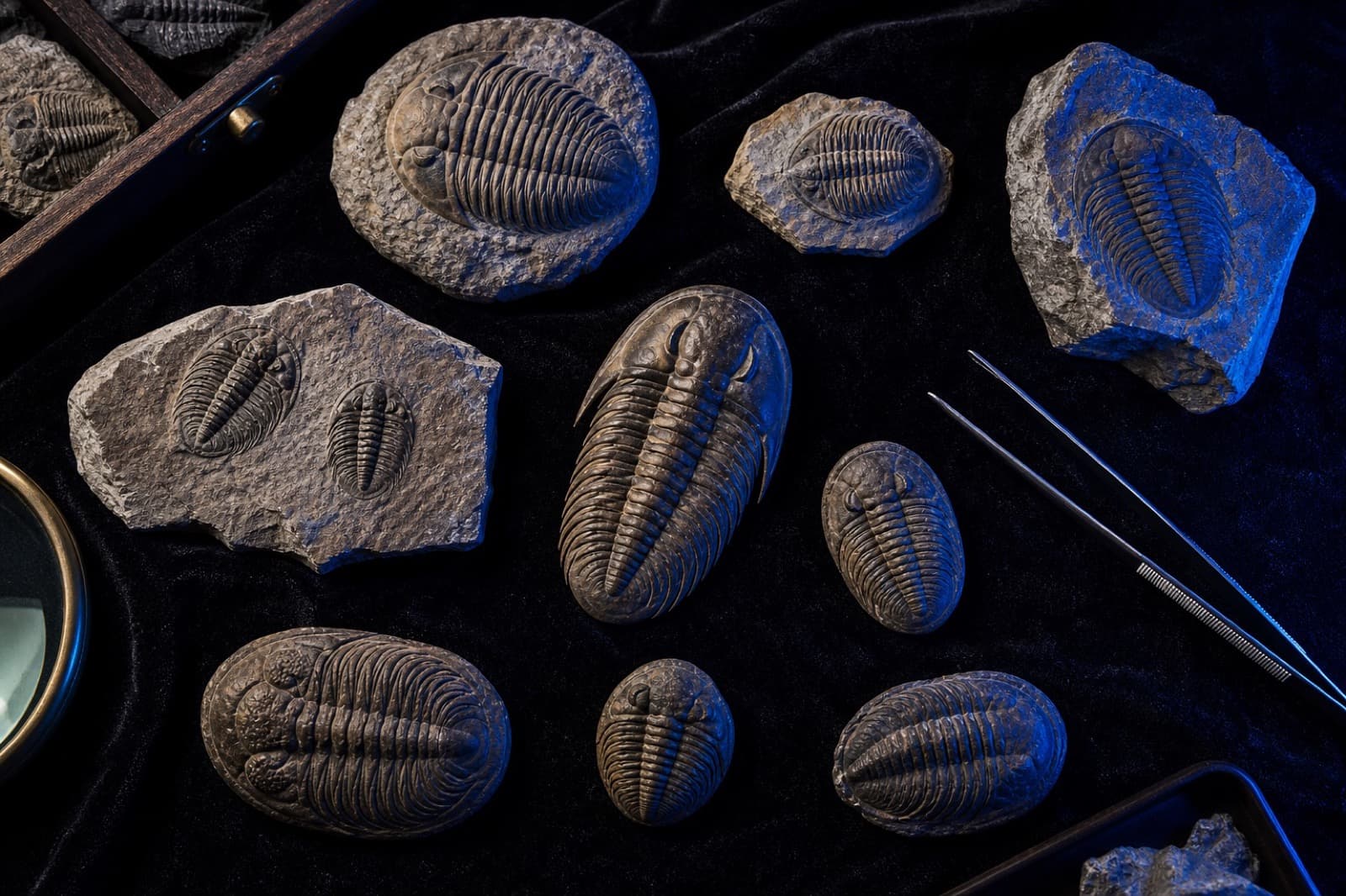 Sample trilobite specimens arranged on black velvet