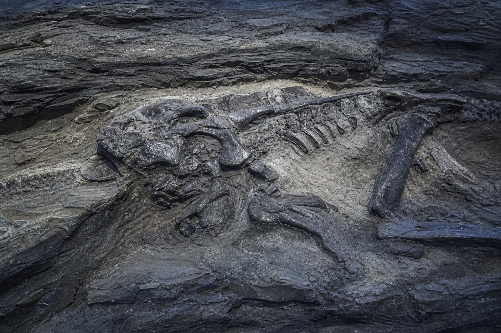 Sample image of a vertebrate fossil set in sedimentary rock