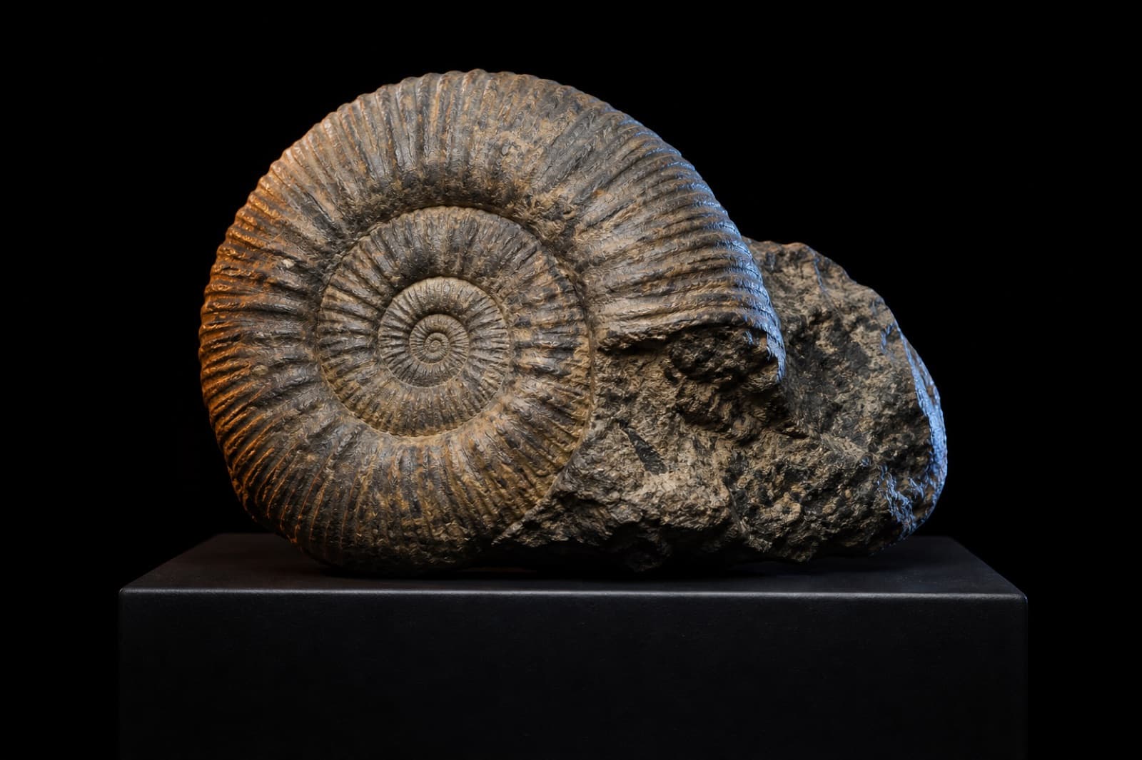 Sample fossil specimen under dramatic studio lights