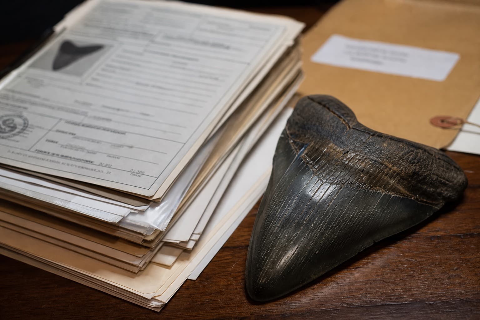Provenance papers beside a megalodon tooth