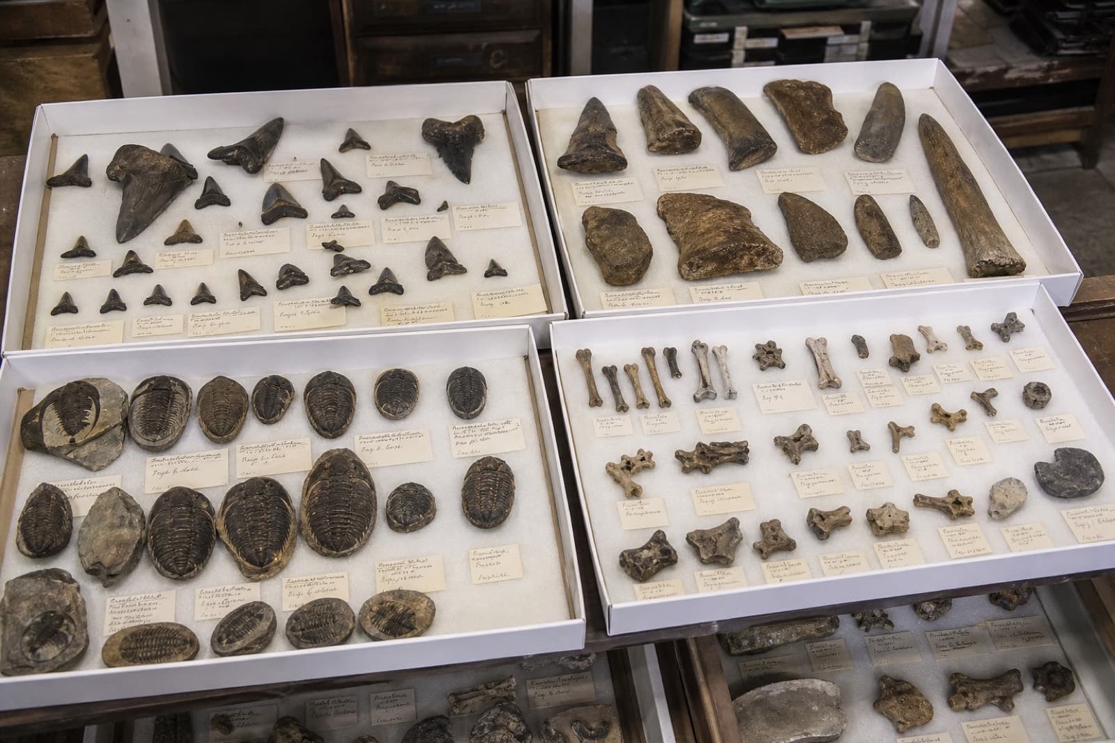 Sample photo of fossil inventory trays with labeled specimens