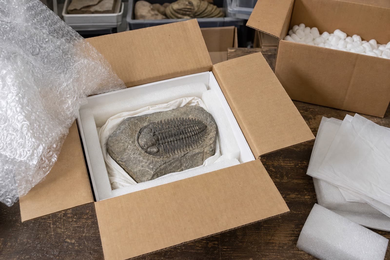 Sample photo of packing a fossil in foam for shipping