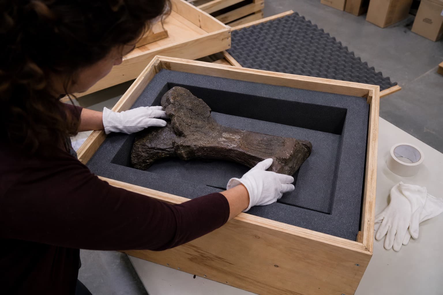 Fossil packed in a foam-lined crate after sale