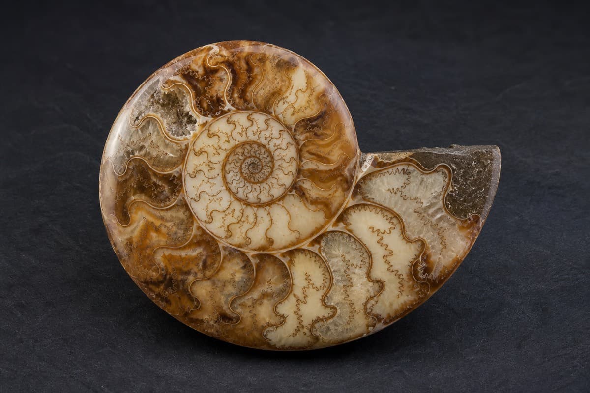 Cleoniceras ammonite — Madagascar