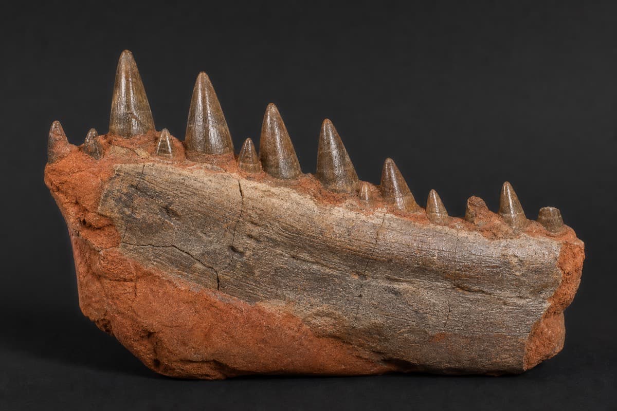 Mosasaur jaw — Kem Kem, Morocco
