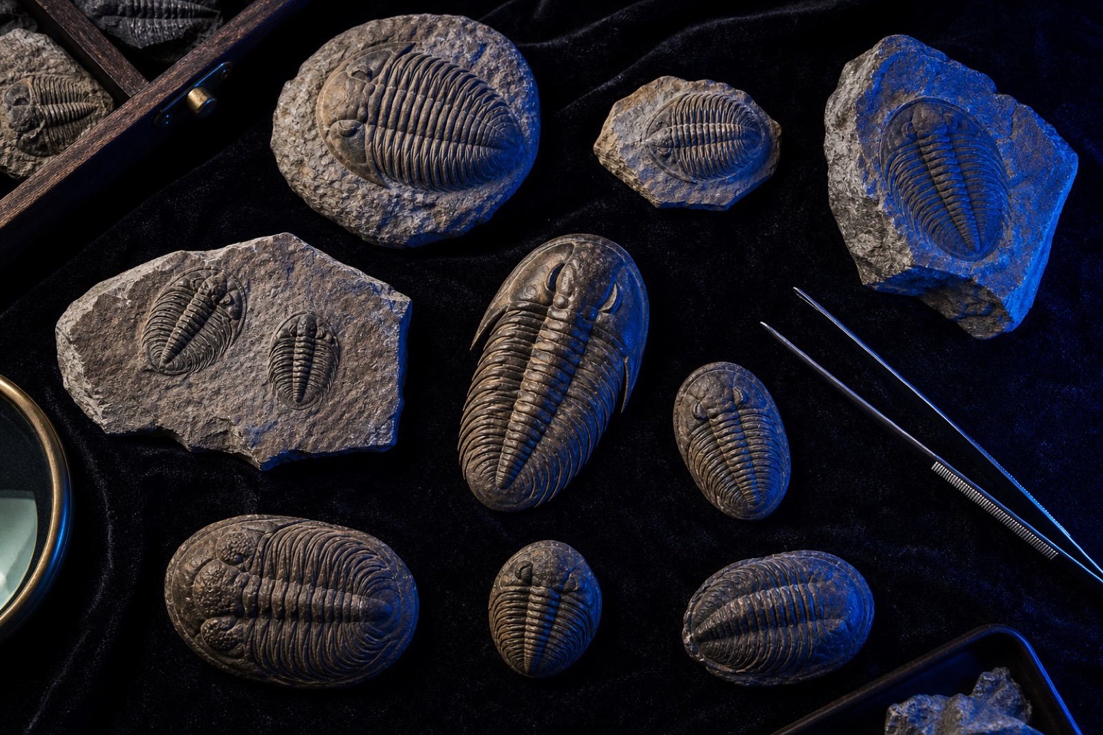 Sample trilobite specimens arranged on black velvet