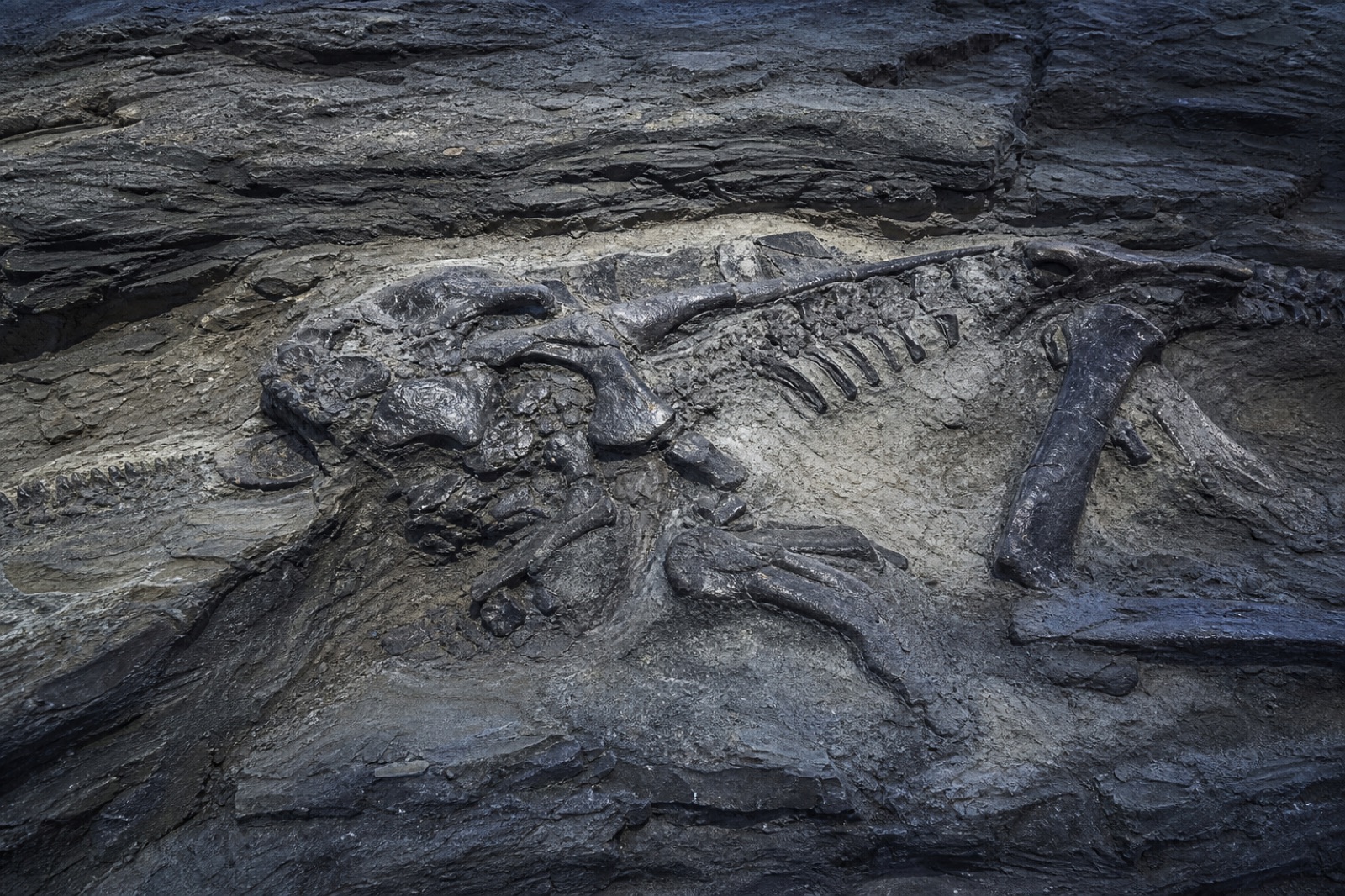 Sample image of a vertebrate fossil set in sedimentary rock