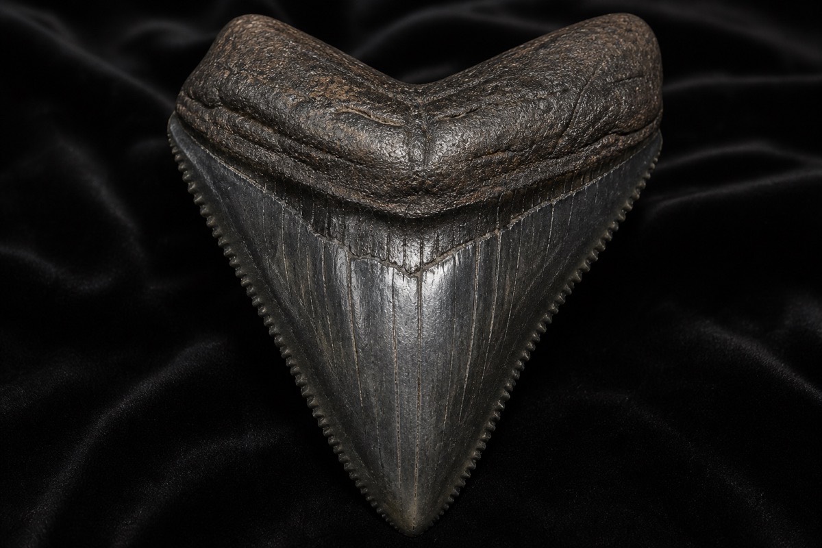 Megalodon tooth — 5.8" Miocene