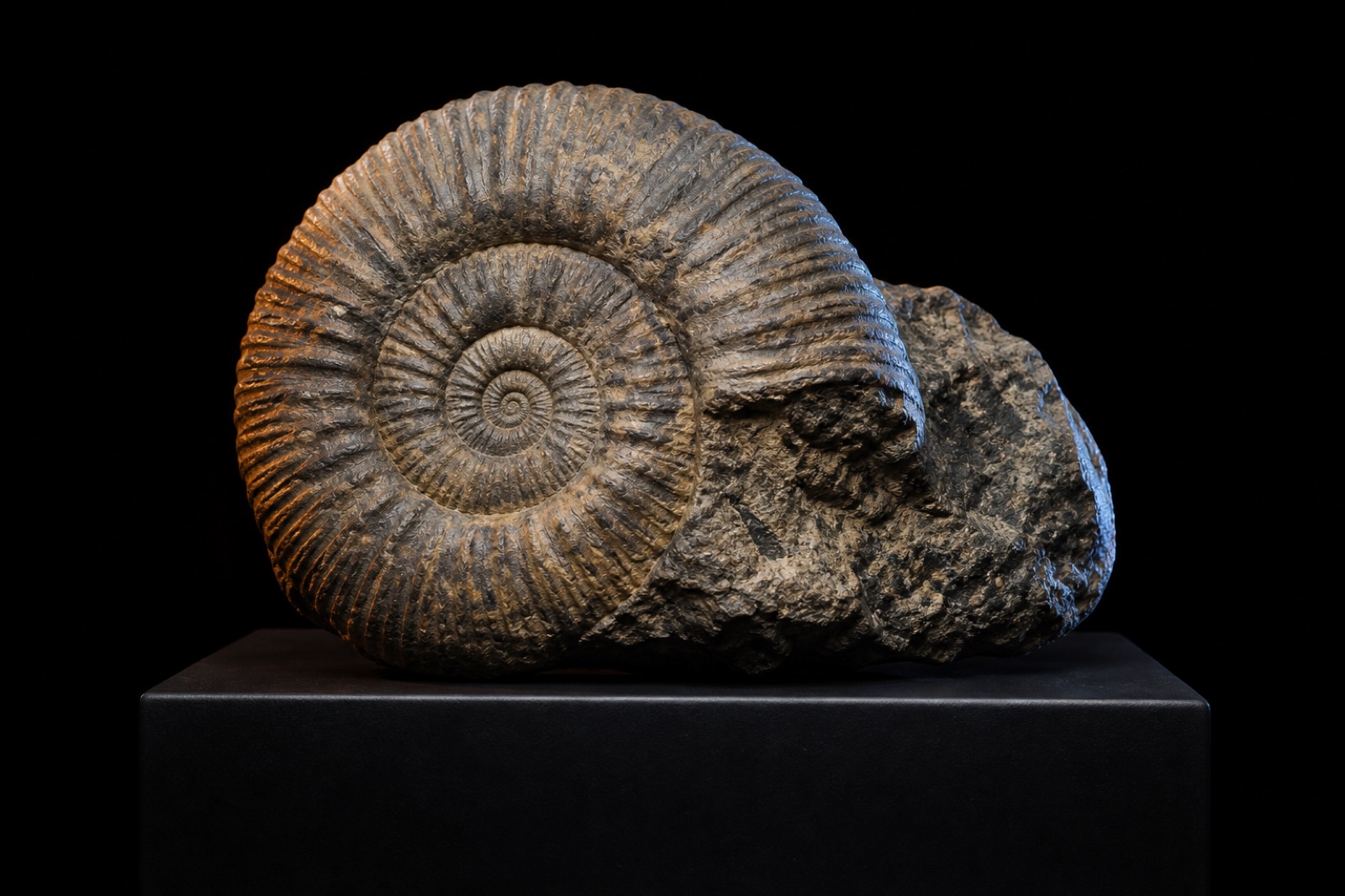 Sample fossil specimen under dramatic studio lights