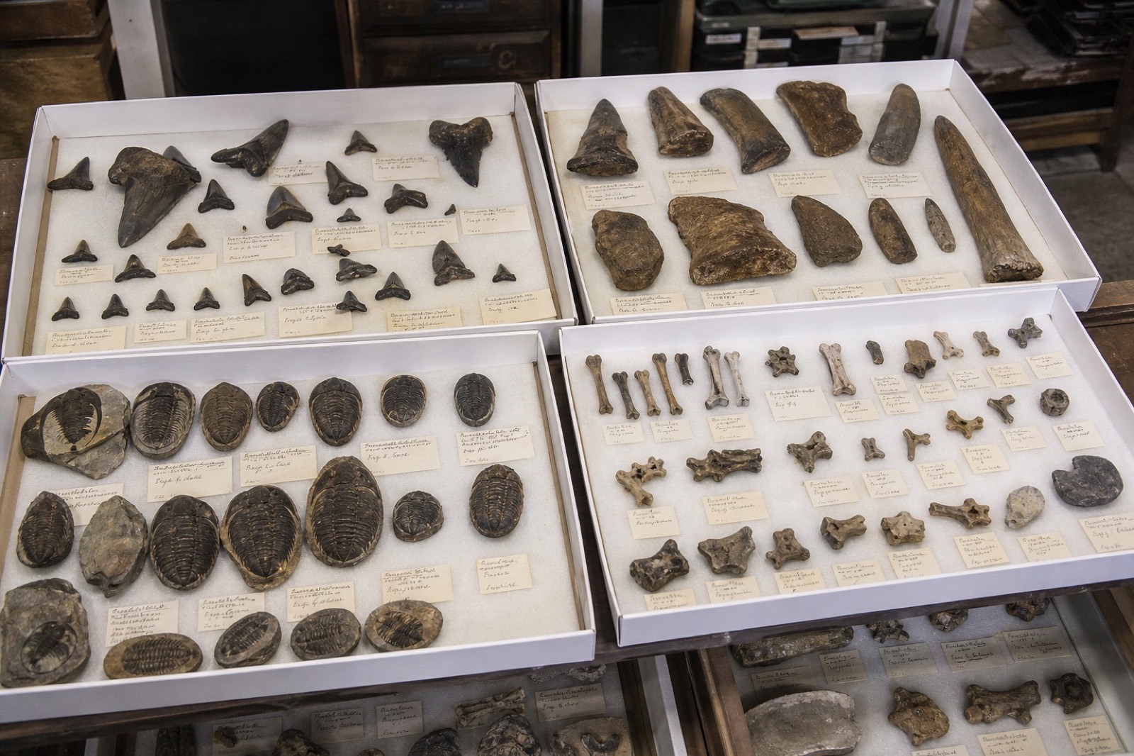 Sample photo of fossil inventory trays with labeled specimens